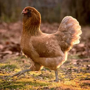 Easter Egger 1–14 days old (Unsexed)