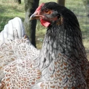 Blue red laced Barnevelder 2-6 weeks old