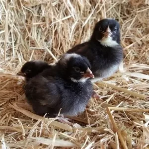 Barred Rock 1-14 days