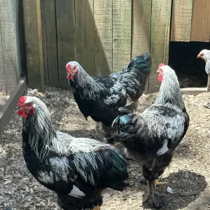 DARK BRAHMA ROOSTERS 6-7months
