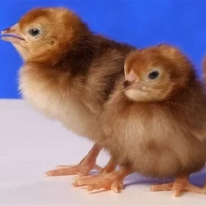 Rhode Island red 1 – 14 days old