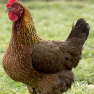 Wel Summer laying hens 6–12 months